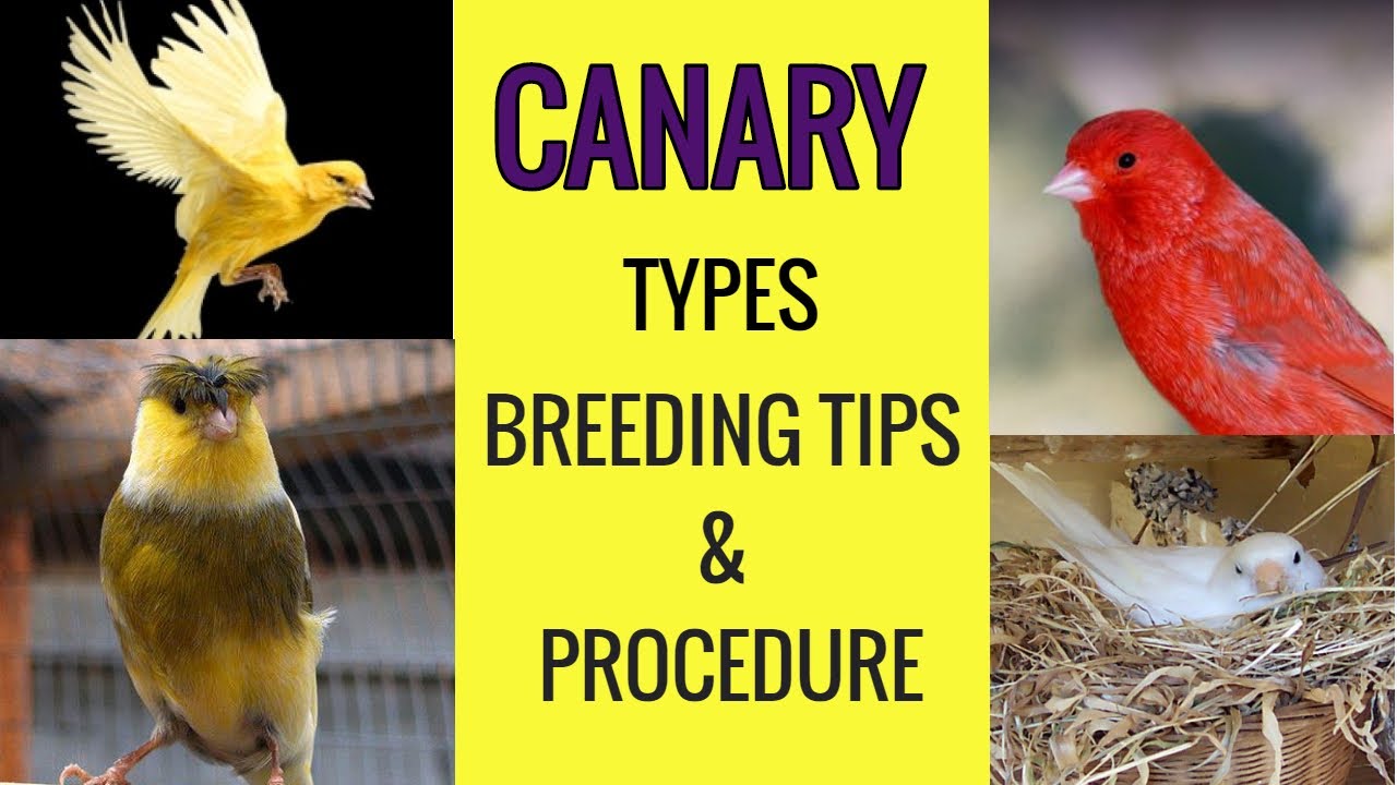 Canary Types Breeding Tips & Procedure (with pictures) YouTube
