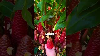 Why Shouldnt You Cut This Plant?