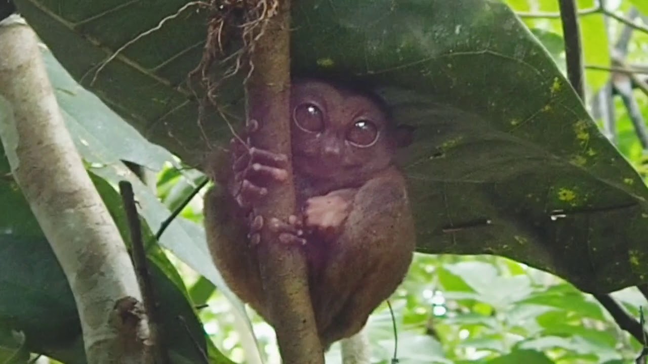 世界で二番目に小さな猿フィリピンメガネザル Youtube