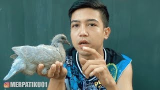SO CUTE!! 20-DAY-OLD PIGEON CHICKENS