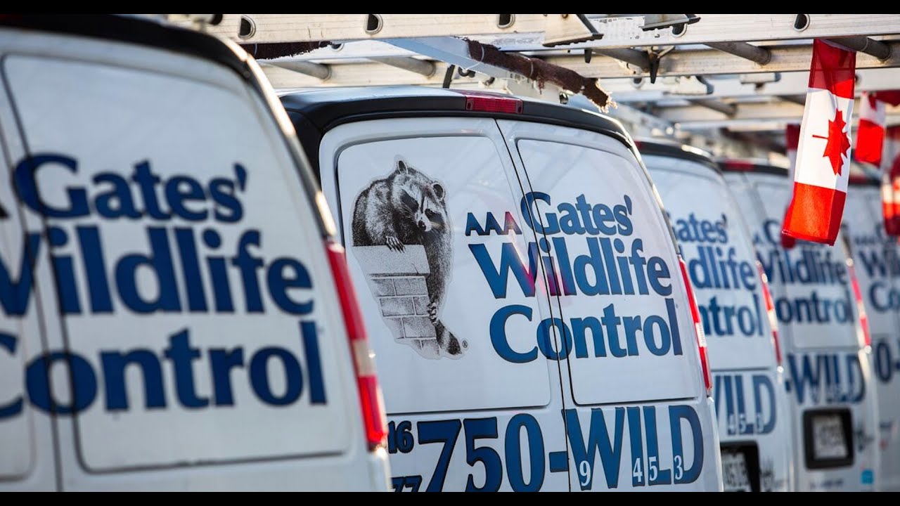 The History Behind Gates Wildlife YouTube