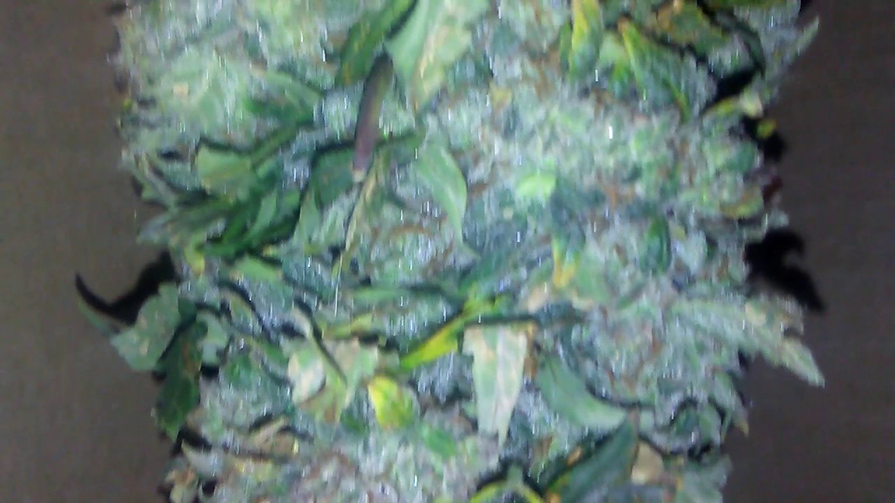 Ak47 autoflower trim and hanging in  dry box