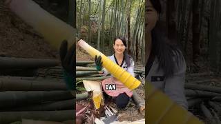 Chinese Women Looking For Bamboo Shoots Or Bamboo Shoots