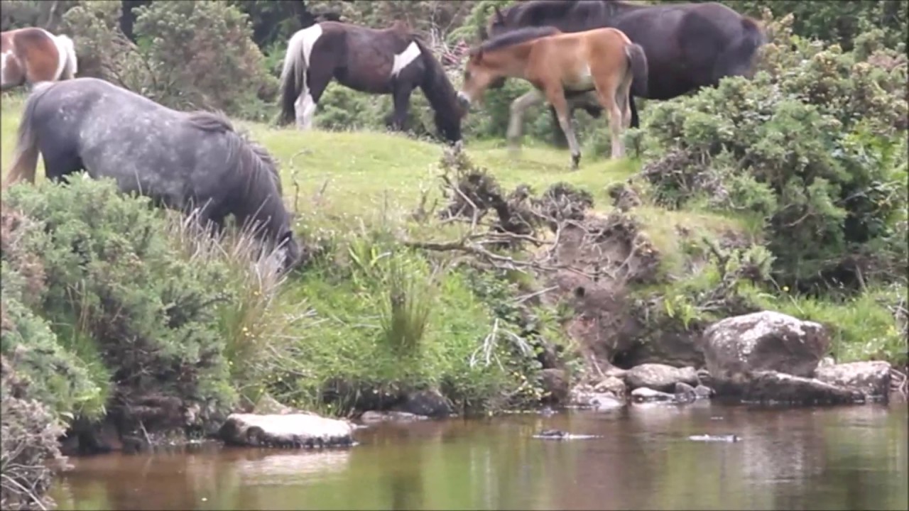 Beautiful Dartmoor 2017