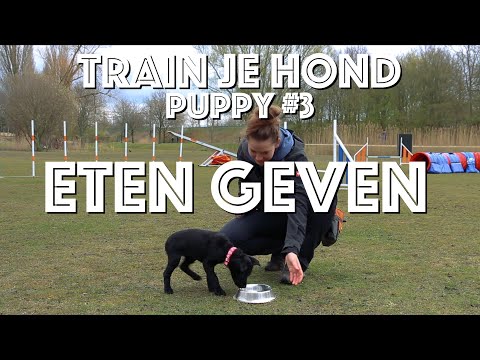 Video: Hoe onbenullig je puppy traint als je de hele dag werkt