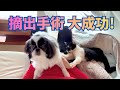 【151新春特別号】巨大腺腫の摘出手術に成功した保護犬ダンテ君⭐︎里親さまから届いた幸せ報告を大公開!