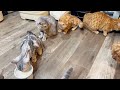 子猫が飲むミルクの順番待ちをしていたあい様にまさか...！