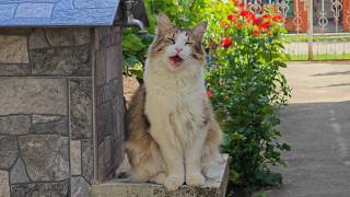 Relaxing Cat Video 390: A Cat, A Garden, And Pure Peace 😻🌿