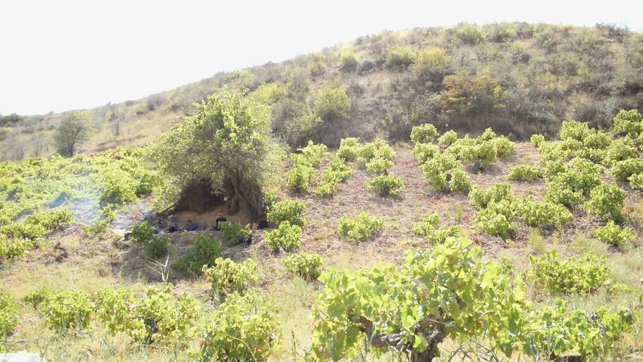 Picking black grapes - cooking very delicious local broth - fetching water from a 100-year-old well