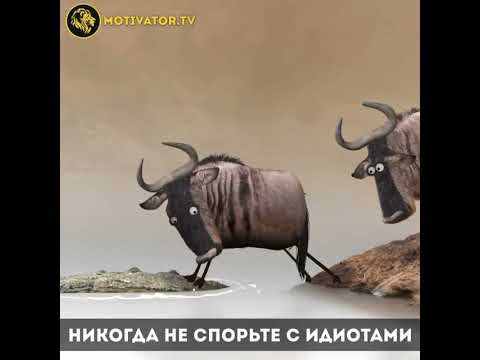никогда не спорьте с идиотами - YouTube
