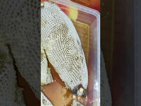 عسل وحشی کنار   شلتنا 1  اعتني   المراه 