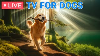 🔴 Dog Music🎵Dog Calming Video for Dogs🐶🩷Separation Anxiety Music for dogs to go to sleep