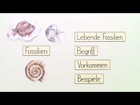 Video: Ginkgo - Lebendes Fossil - Alternative Ansicht