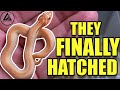 BABY HOGNOSE SNAKES are FINALLY HATCHING!!