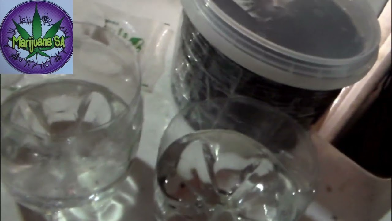 How To Grow Cannabis From Seeds -Ep2- Top Cheese Feminized Autoflower & BlackBerry Gum AutoFeminized