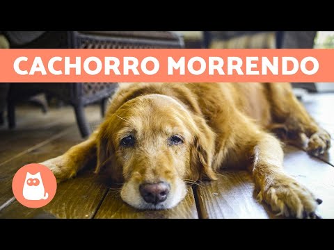 Vídeo: Como lamentar a perda de um cão amado