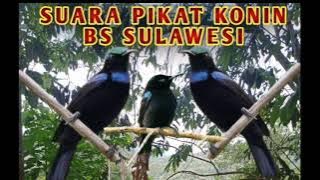 SUARA PIKAT KONIN BS SULAWESI‼️100%AMPUH