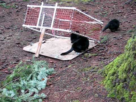 Trapping Feral Cats.AVI