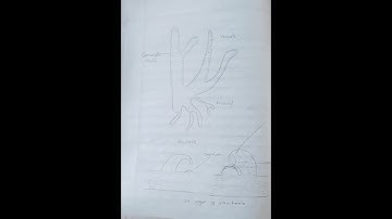 Vaucheria|experiment|practical|shot|popular shot