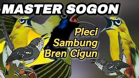 MASTERAN PALING MUDAH MASUK📍Pleci Sambung Bren Cigun#sogon #sogokontong