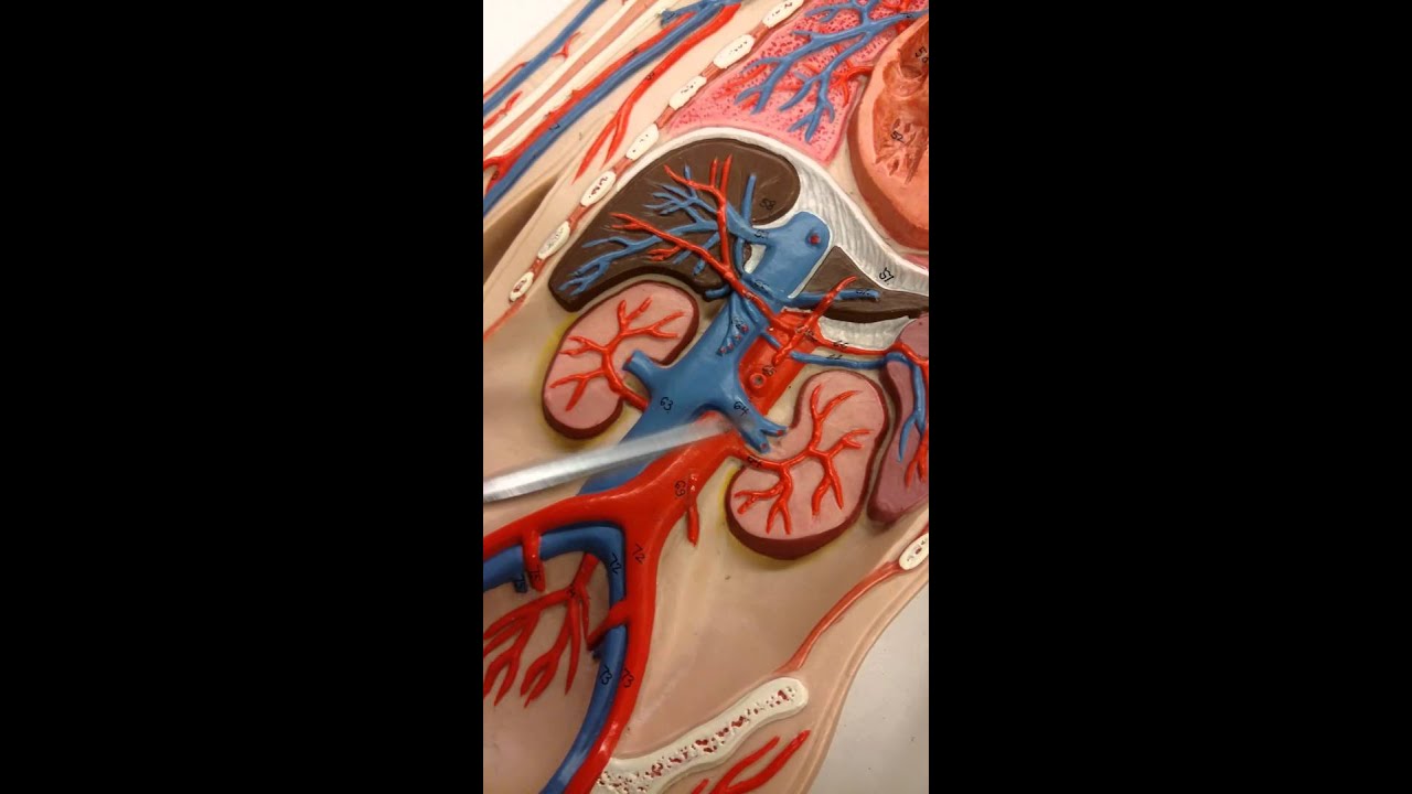 Artery and Vein Board Videos StEds