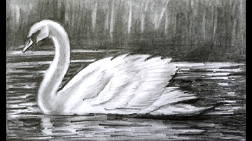 How To Draw Swan Step by Step | Swan Drawing | Pencil Drawing