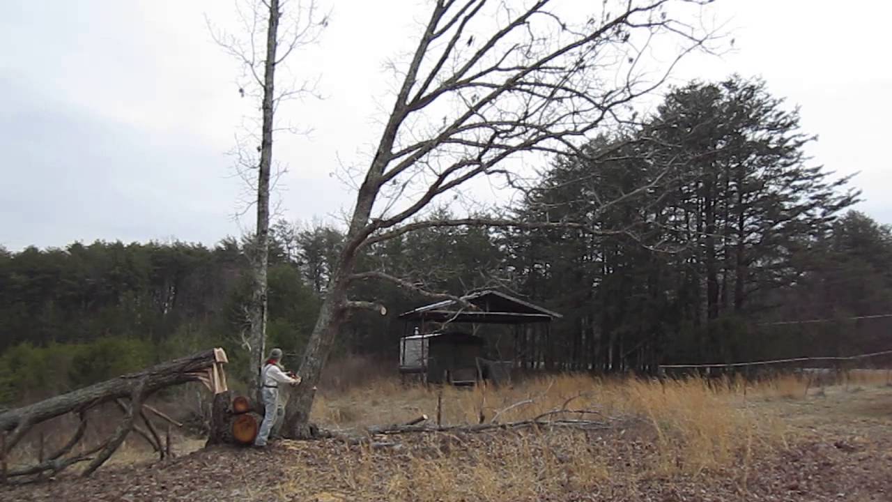 Felling a Large Oak with a Chainsaw - YouTube