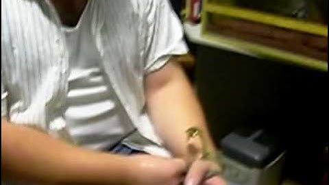 Common Tree Snake (Blue phase) feeding