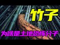 竹子 为什么是生长恐怖分子 长得快活得久一旦开花繁殖就挂 竹子 为什么是生长恐怖分子 长得快活得久一旦开花繁殖就挂