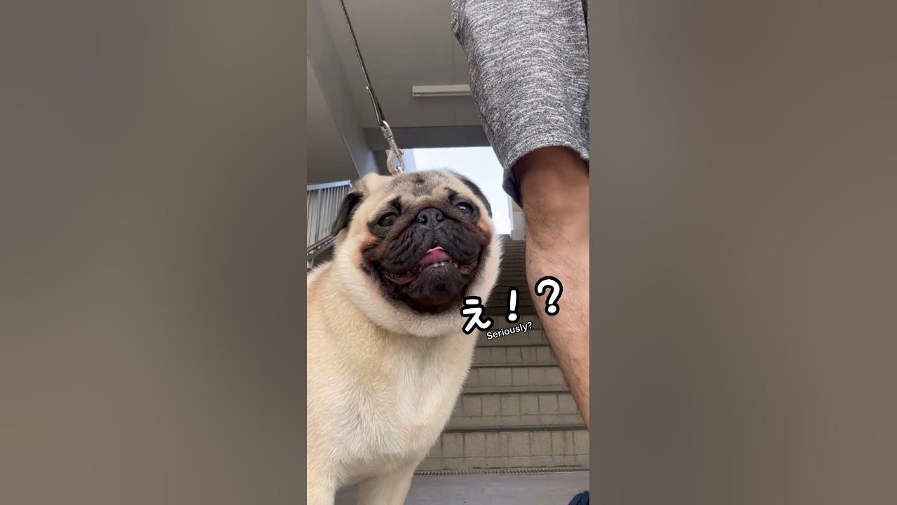 【子どもパグ】階段をおりる犬！（A dog going down stairs） YouTube