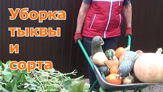 видео: Когда убирать тыкву с огорода чтобы хорошо хранилась. Сорта тыквы выращенные в этот год. Подмосковье картинка: Когда убирать тыкву с огорода чтобы хорошо хранилась. Сорта тыквы выращенные в этот год. Подмосковье