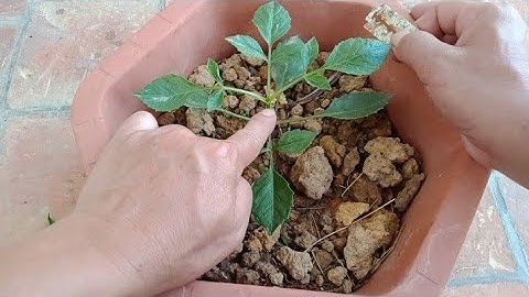 Cắt Bỏ Phần Ngọn Của Cây Hoa Thược Dược Để Tạo Thành Bụi || Cut off the tops of Dahlias to form dust