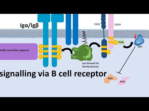 Video: Praktiska Riktlinjer För B-cellreceptorsekvensanalys