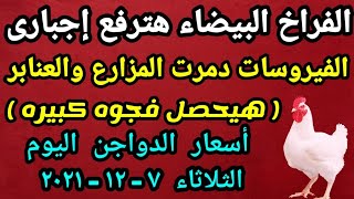 أسعار الدواجن اليوم | أسعار الفراخ البيضاء اليوم | الثلاثاء ٧-١٢-٢٠٢١ في مصر