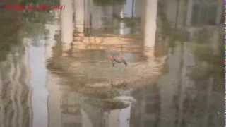 [4채널] 엑스헬리 쿼드콥터 미니 RC헬기