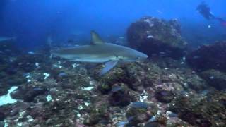 Scuba Diving the Galapagos Islands