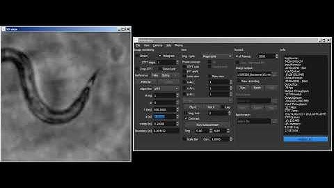 Real-time rendering of lensless Gabor holograms of C. elegans worms