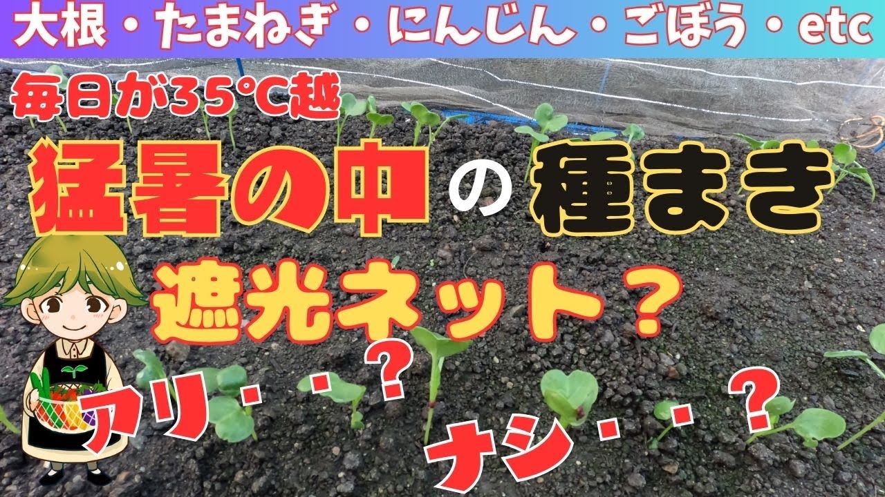 【猛暑・水不足・秋の種まき】今回は遮光防虫ネットの有り・無しで種の生長・発芽がどの様になるか比較