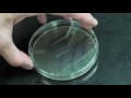 Plate Streaking - WPI | Worcester Polytechnic Institute