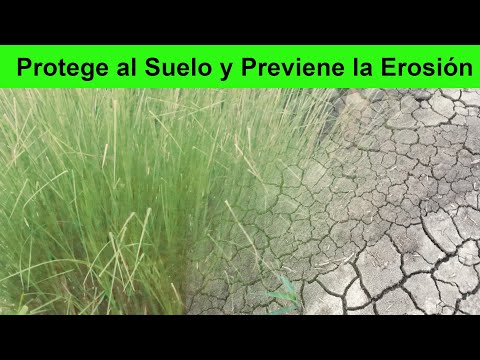 Video: ¿Pueden las plantas ayudar a la erosión del suelo?