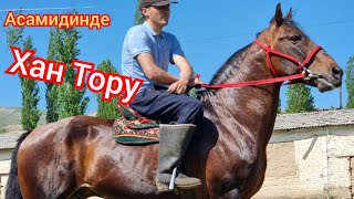 💥ХАН ТОРУ 💥 пай пай   Улагы Таамай КАРА БАЙЫР Асамидинден