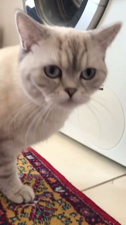 Mia's breakfast is ready😋 #youtubeshorts #youtube #cat #kitten #shortvideo #shorts