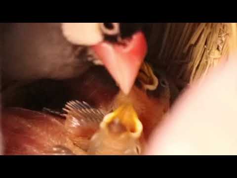 文鳥のヒナ(生後10日と8日の兄弟)※鳴き声大きめ