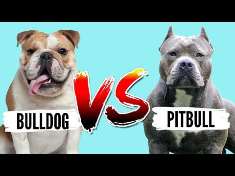 Videó: Milyen típusú kutya erősödik: egy buldog vagy egy Pit Bull?