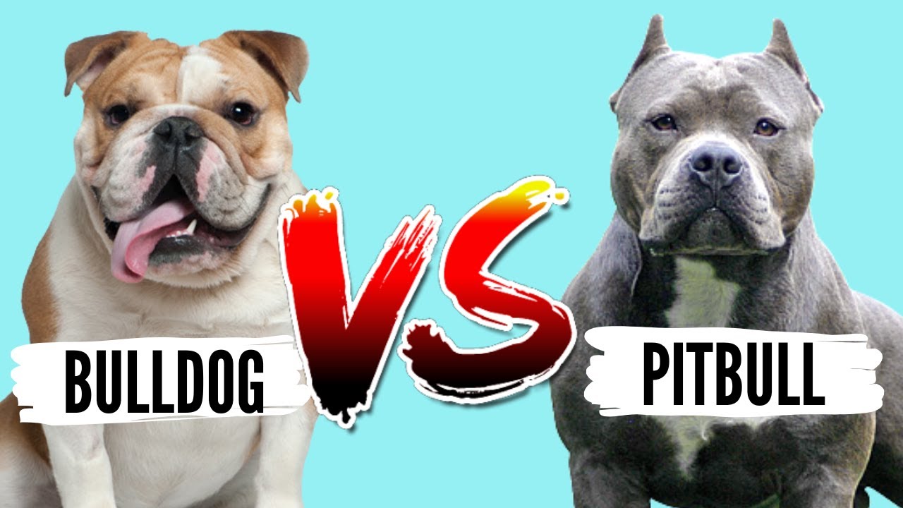 whats the difference between a pitbull and a bulldog