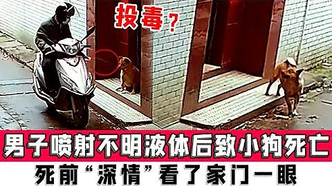 投毒？男子喷射不明液体后致小狗死亡，死前“深情”看了家门一眼 - 天天要闻