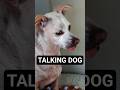 VLOG - Talking Dog #shorts #dog
