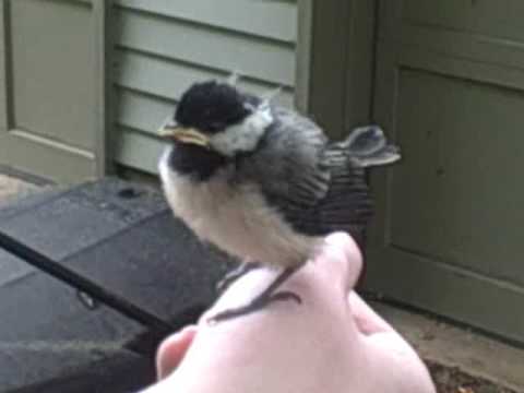 Baby Chickadee