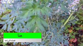 نبتة الفيجل la plante de fijel