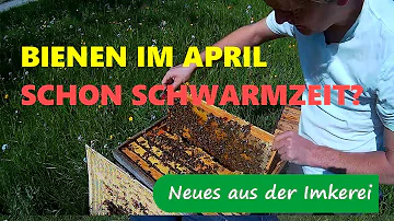 Wann ist die Schwarmzeit?